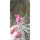 Tillandsia leonamiana M