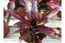 Neoregelia dungsiana x Midnight