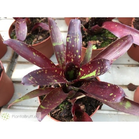 Neoregelia dungsiana x Midnight
