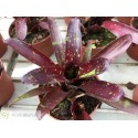 Neoregelia dungsiana x Midnight
