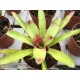 Neoregelia Green Ball