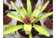 Neoregelia Green Ball