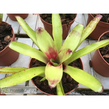 Neoregelia Green Ball