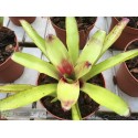Neoregelia Green Ball