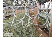 Tillandsia cauligera