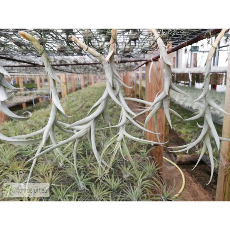 Tillandsia cauligera