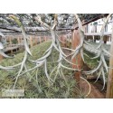 Tillandsia cauligera