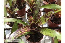 Neoregelia Caviar