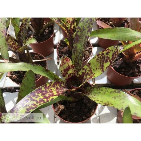 Neoregelia Caviar