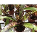 Neoregelia Caviar
