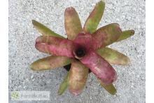 Neoregelia Jasper Pink
