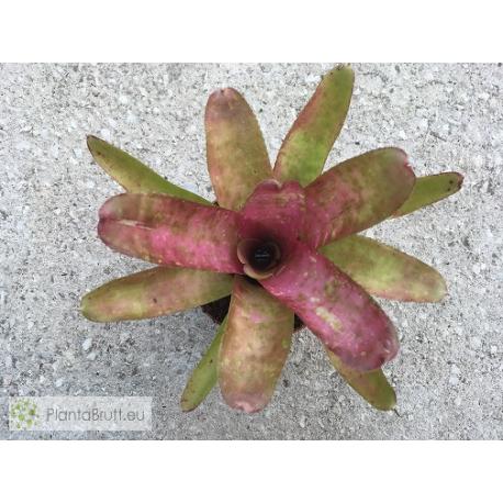 Neoregelia Jasper Pink