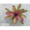 Neoregelia Jasper Pink