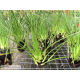 Tillandsia kirchhoffiana L