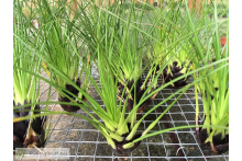 Tillandsia kirchhoffiana L
