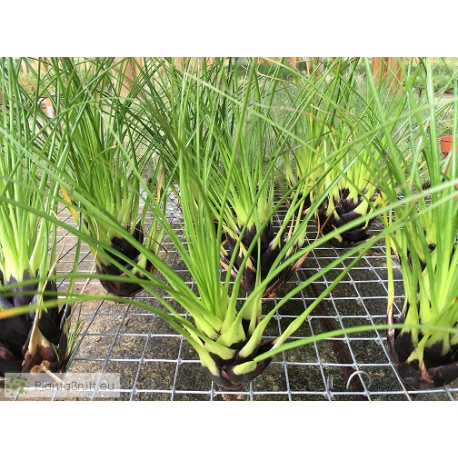 Tillandsia kirchhoffiana L
