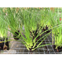 Tillandsia kirchhoffiana L