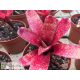 Neoregelia Red Waif