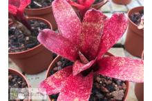 Neoregelia Red Waif