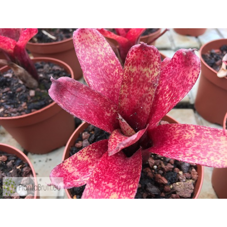Neoregelia Red Waif