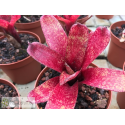 Neoregelia Red Waif