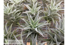 Tillandsia edithae green form S