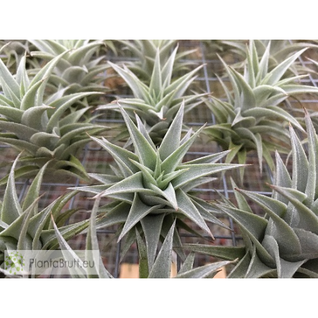 Tillandsia lorentziana