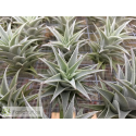 Tillandsia edithae green form S
