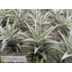 Tillandsia edithae green form M