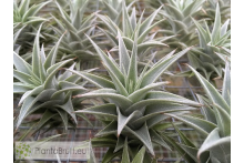 Tillandsia edithae green form M