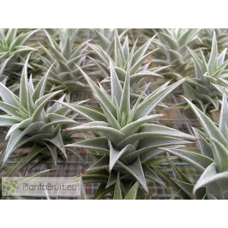 Tillandsia edithae green form M