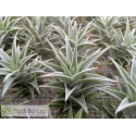 Tillandsia edithae green form M