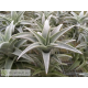 Tillandsia edithae silver form L