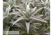 Tillandsia edithae silver form L