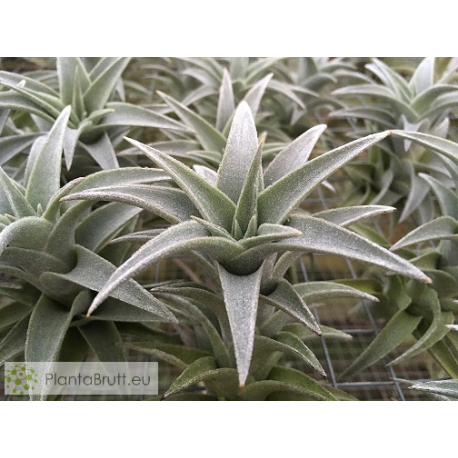 Tillandsia edithae silver form L