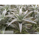 Tillandsia edithae silver form L