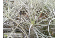 Tillandsia straminea x mallemontii
