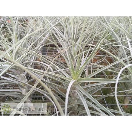 Tillandsia straminea x mallemontii