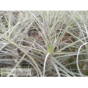 Tillandsia straminea x mallemontii