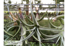 Tillandsia Beauty of Holm