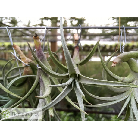Tillandsia Beauty of Holm