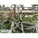 Tillandsia Beauty of Holm
