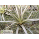 Tillandsia queroensis