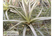 Tillandsia queroensis