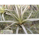 Tillandsia queroensis
