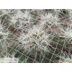 Tillandsia chusgonensis