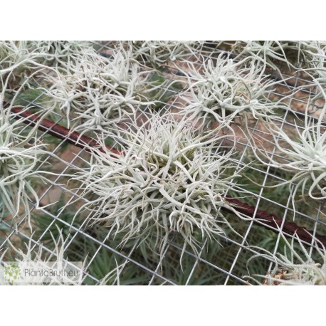 Tillandsia chusgonensis
