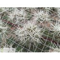 Tillandsia chusgonensis