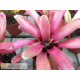 Neoregelia Straight and Narrow