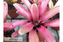 Neoregelia Straight and Narrow